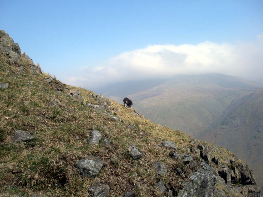 Sheep on Steel Fell with Helvellyn